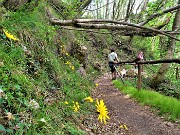 20 Fiori gialli di Hieracium (Sparviere alpino)